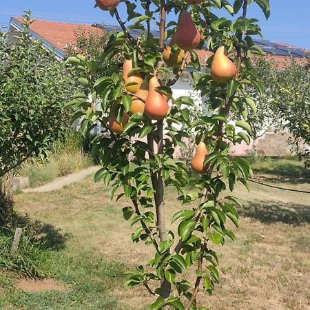 Hotel Cider&Squash, Grncarska 8, Prnjavor Batocina المظهر الخارجي الصورة