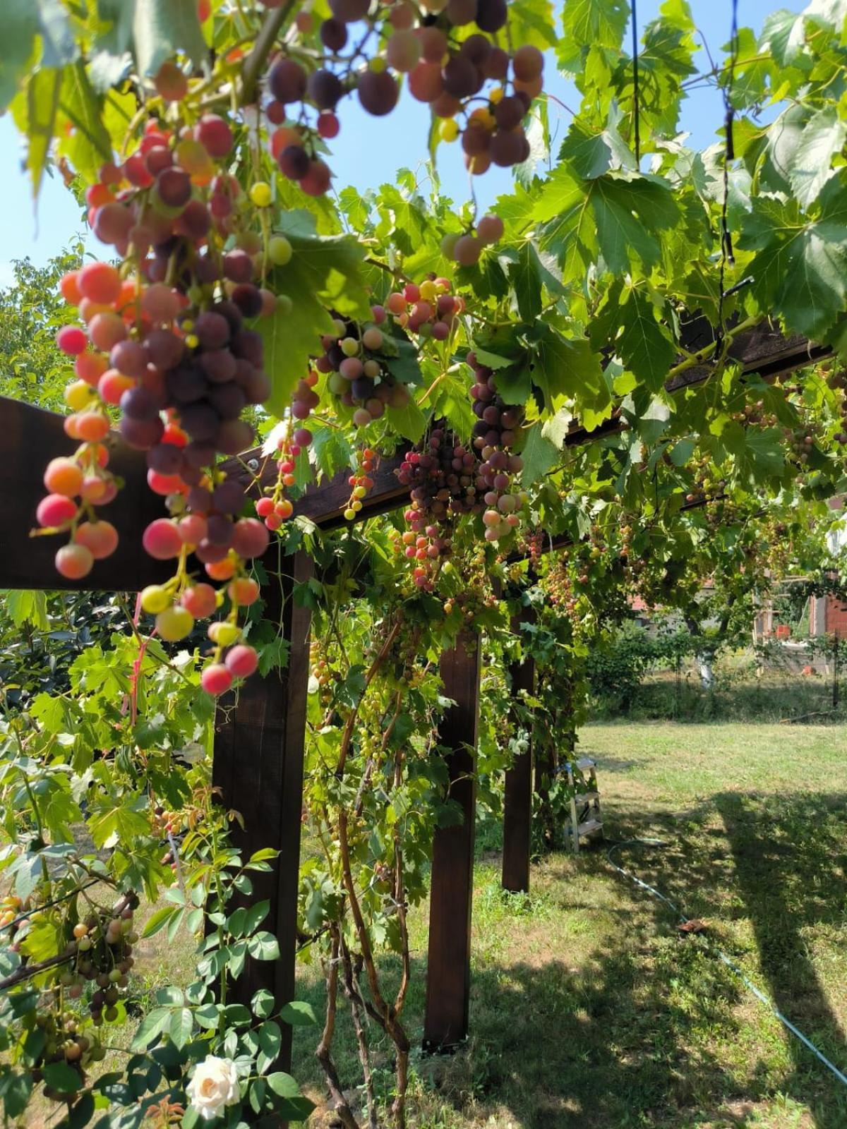 Hotel Cider&Squash, Grncarska 8, Prnjavor Batocina المظهر الخارجي الصورة