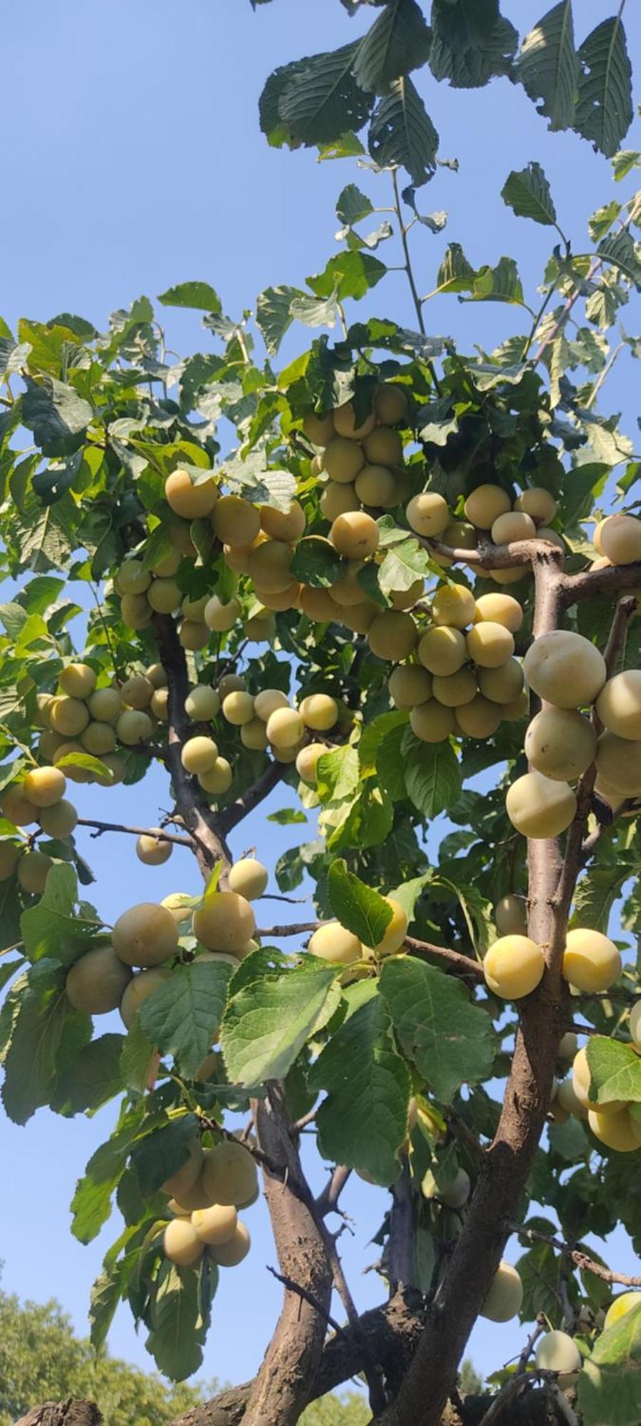 Hotel Cider&Squash, Grncarska 8, Prnjavor Batocina المظهر الخارجي الصورة